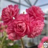 Pelargonium 'Dinasty Daji' - Pelargoon 'Dinasty Daji' P9/0,55L